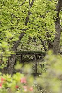 大山木桥 有苔位置花瓣天空茶馆季节山影植物公园花园池塘图片