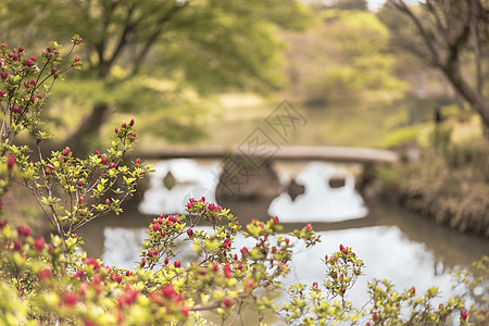 在Rikugigien池塘上的日本石桥和花朵图片