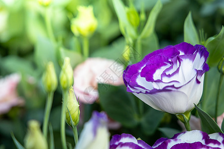 五颜六色的花的背景图片季节植物群宏观粉色紫色花瓣花束生长植物图片