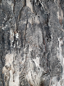 大树的咆哮石头裂缝喇叭粉色白色表面棕色灰色植物木头图片