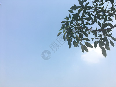 树顶和天空木头公园季节森林叶子植物树木花园环境热带图片