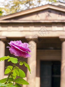 在城堡花园夏洛滕堡 露天陵墓前的玫瑰紧闭艺术建筑历史城堡观光文化花园旅游旅行建筑学图片