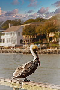 具有背景沿海家园的码头Pelican图片
