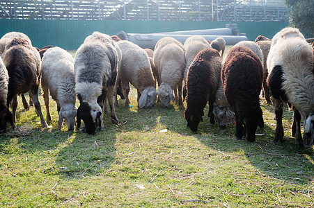 夏季日落时 成群的家养绵羊 母羊 羔羊 公羊 绵羊属 在绵羊农场放牧 通常是家畜反刍哺乳动物 偶蹄目动物科 奶牛背景主题羊肉野生图片