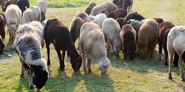 夏季日落时 成群的家养绵羊 母羊 羔羊 公羊 绵羊属 在绵羊农场放牧 通常是家畜反刍哺乳动物 偶蹄目动物科 奶牛背景主题羊肉田园图片