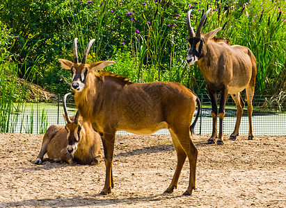 特写非洲草原热带热带动物物种的罗an antelope群图片