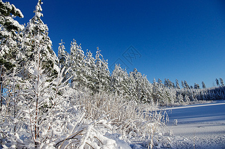 白冬 冰上湖边的雪林季节天气木头森林天空白色图片