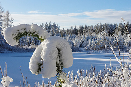 白冬 冰上湖边的雪林和松树图片