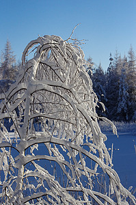 白冬 冰上湖边的雪树枝图片