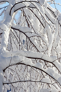 白冬 多雪积雪图片