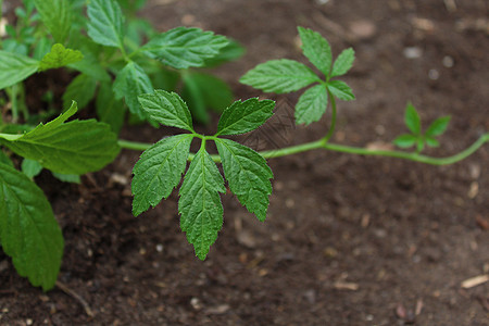 地上的花园里有亚奥古兰叶子治疗自然药品植物茶厂疗法树叶图片