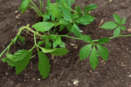 地上的花园里有亚奥古兰叶子茶厂树叶自然疗法治疗植物药品图片