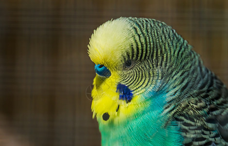 来自澳大利亚的热带鸟类品种 以近距离特写脸朝青黄鹦鹉鹦鹉尾巴图片