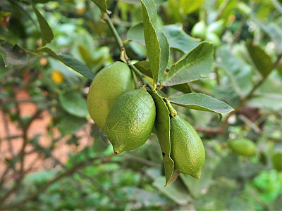 含果实的柠檬树食物树叶农场水果生长季节农业种植园晴天橙子图片