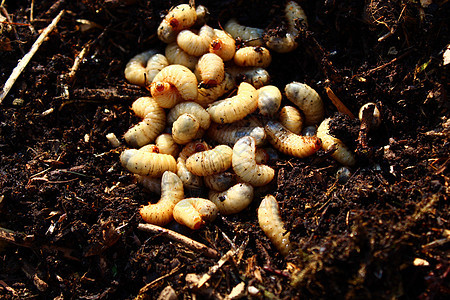 堆肥堆积中的果冻幼虫金匠野生动物宏观种类荒野甲虫蛴螬地面亚科白色背景图片