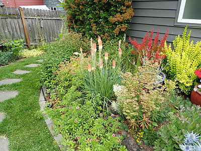 绿草 植物和花朵 再加上踏脚石草地树叶植物学栅栏垫脚石头植物群后院院子房子图片