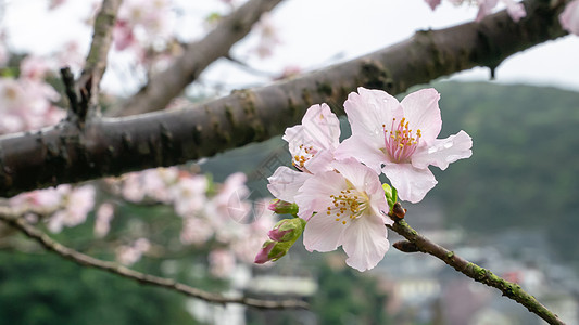 粉红色樱花枝樱花花园绿色植物群植物学植物季节粉色图片