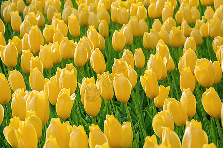 花园的郁金香花朵植物园林黄色园艺植物学季节绿化花坛自然公园图片