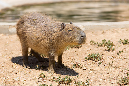 Capivara 卡皮瓦拉水螅食草动物园热带动物水鸡头发动物群毛皮荒野图片