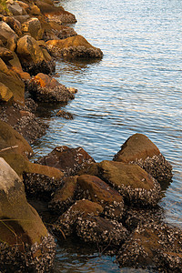 牡蛎壳壳碎石垂直拍摄图片