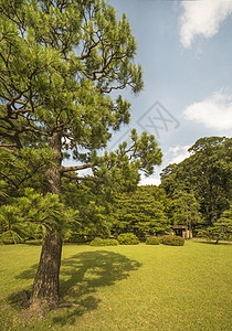 蓝天和竹门下草坪上的大松树公园树叶木头太阳树木植物竹子传统阴影花园图片