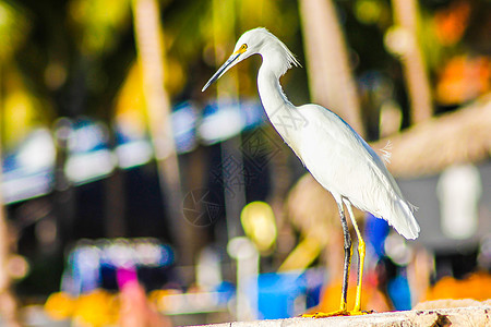 多米尼加海滨的鸟类航班羽毛环境动物海滩苍鹭涉水沼泽眼睛图片
