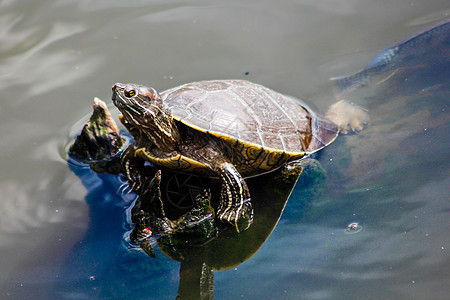 池塘中的水生海龟图片