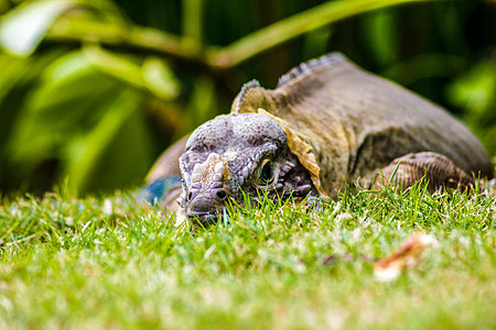 Iguana在绿草4图片