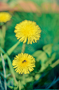 藏在黄色花朵中的小虫植物群植物叶子甲虫花粉臭虫花瓣荒野植物学野生动物图片