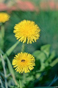 藏在黄色花朵中的小虫花园野生动物宏观花蜜臭虫植物公园杂草甲虫花瓣图片