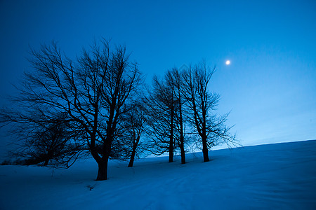 仙仙冬夜风雪月月公园月亮月光场景童话天空寒意树木蓝色美丽图片