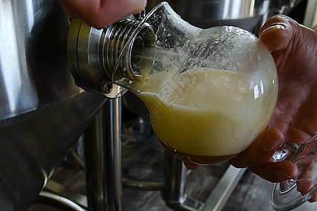 从酿酒厂的桶里采样啤酒调酒师酒保机器酿造包装气泡酒吧玻璃工艺泡沫图片