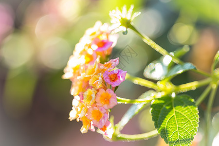 美丽多彩的森林花萼片花园橙子热带修剪植物群叶子草本植物植物金子图片