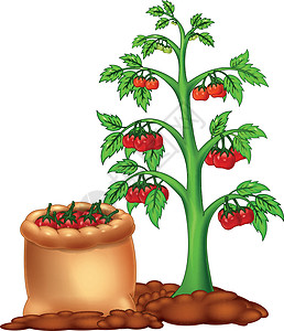 番茄树和番茄卡通片图片