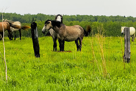 马群在一片森林中放牧 草原上的牧地森林阴霾爬坡风景动物高地牧场农场国家荒野图片