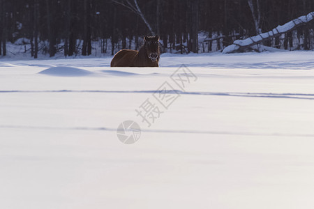 冬天的雅库特人马在雪中度过冬日 雅库特人马的品种生存蓝色冻结草地小跑马匹力量卡片毛皮荒野图片