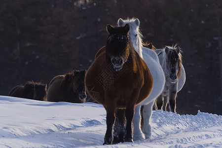 冬天的雅库特人马在雪中度过冬日 雅库特人马的品种皮肤卡片牧场哺乳动物草地动物环境鬃毛力量马匹图片