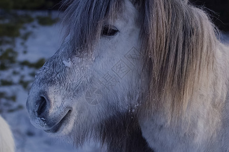 冬天的雅库特人马在雪中度过冬日 雅库特人马的品种马匹蓝色荒野鬃毛尾巴旅行跑步寒极草地领导者图片