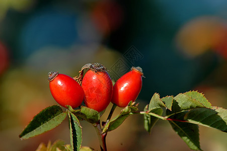 红玫瑰臀 野玫瑰果子或普兰塔山的罗萨卡尼娜图片