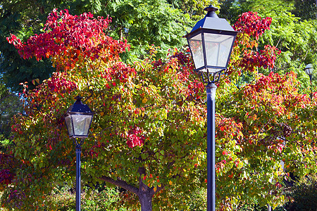 两条街灯和美丽的红树绿树图片