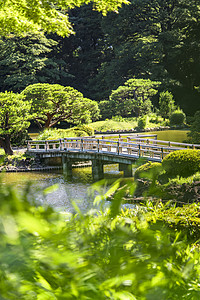 Ponds zigzag的齐格扎格形桥以及松树和山林传统摄影木头树木花园太阳晴天正方形叶子蓝天图片