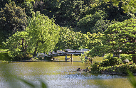 池塘的木桥和松树林建筑植物花园树叶叶子公园代代木世界摄影松树图片