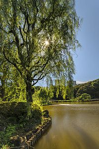 在池塘和木桥上weeping 柳树图片