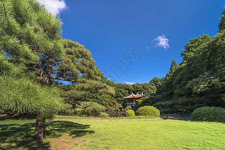 台湾馆京哥乐台木头叶子树叶太阳王朝植物传统历史性代代木树木图片