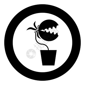 食肉植物捕蝇草怪兽 在盆栽图标中有牙齿 圆形黑色矢量插图平面样式图像图片