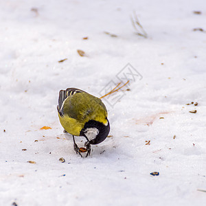 下雪时的脚尖荒野山雀白色绿色黄色翅膀森林野生动物羽毛蓝色图片