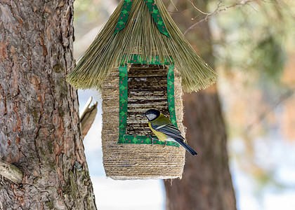 鸟咪坐在支线上黑色羽毛白色鸣禽野生动物森林食物花园动物群蓝色图片