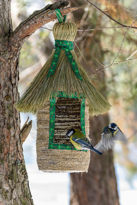 鸟儿在进食器里绿色房子花园木头盒子鸟巢公园野生动物天空森林图片