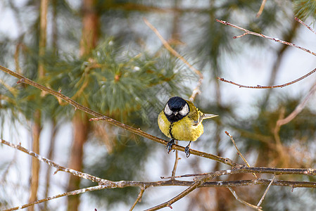 鸟顶坐在树枝上野生动物森林鸟类山雀蓝色动物群鸣禽荒野花园黄色图片