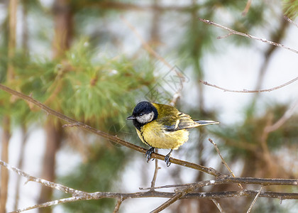 鸟顶坐在树枝上森林木头黄色野生动物鸟类花园动物群蓝色荒野观鸟图片